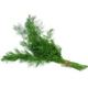 Picture of ORGANIC FRESH DILL