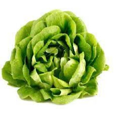 Picture of ORGANIC BUTTER LETTUCE