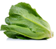 Picture of ORGANIC COS LETTUCE
